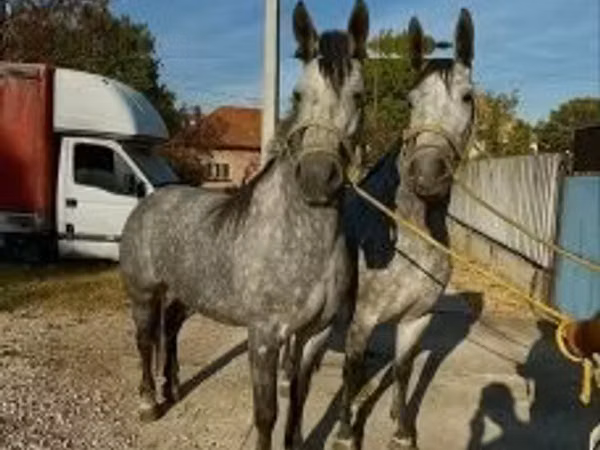 घोड़ी, Lipizzaner — हंगरी