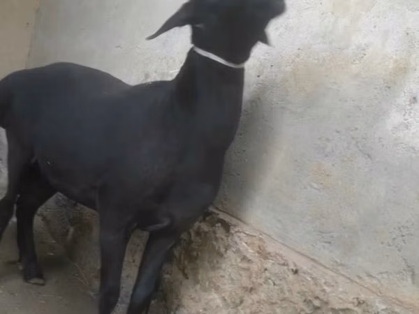 Ram, Sheep — Uzbekistan