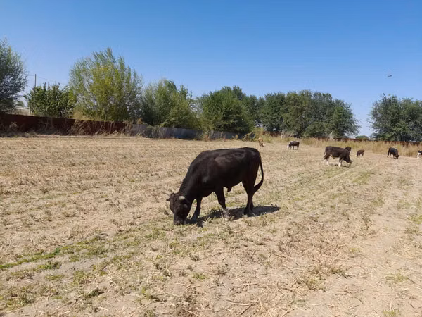 Bull, Swiss cattle — Kazakhstan