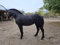 Mare, Horses — photo 2
