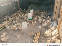 Chickens — foto 3