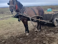 Kuda betina, Horses — foto 4