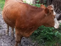 Cow, Cattle — photo 4