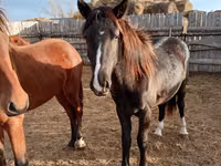 حصان, Horse breed — الصورة 3