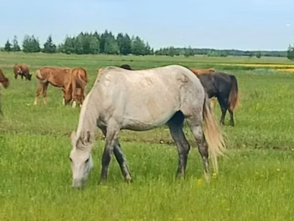 Mare, Arabian horse — Kazakhstan