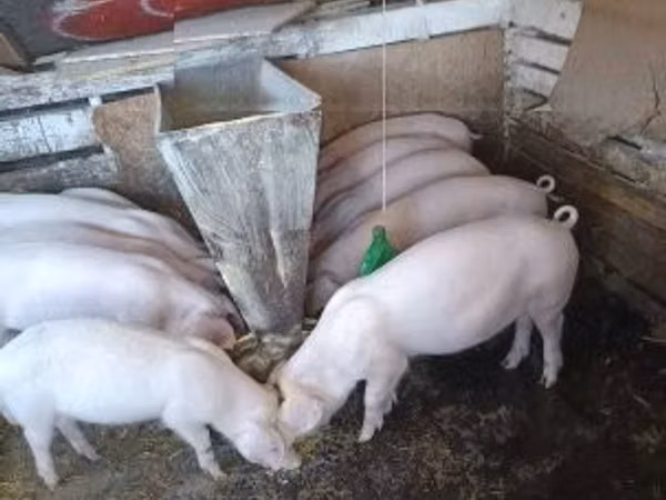 Boar, Pigs
