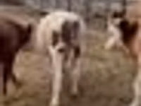 Bull, Simmental cattle — photo 7