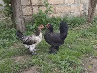 Bantam giapponese — foto 2