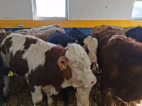 காளை, Simmental cattle — புகைப்படம் 3