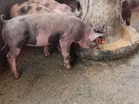 Boar — photo 1