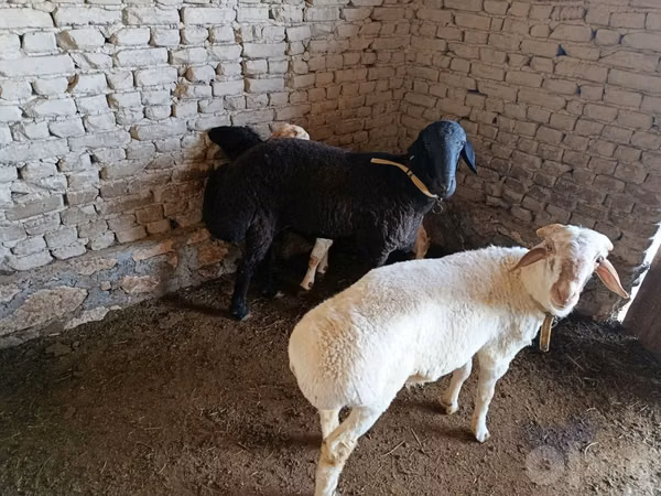 Ram, Sheep — Uzbekistan