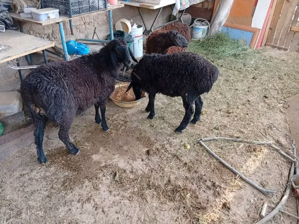 Sheep (batch, sex not specified), Sheep
