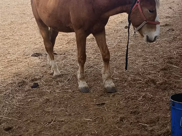 Horse (M), Horses — Kazakhstan