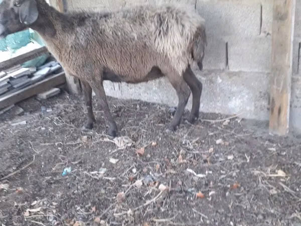 Ram, Sheep — Uzbekistan