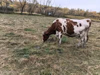 Bò cái, Russian Black pied cattle — ảnh 2