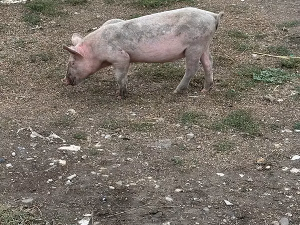 Boar, Pigs — Moldova