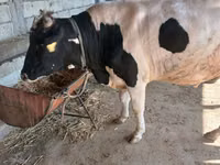 گاو نر, Russian Black pied cattle — عکس 2