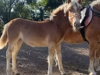 Mare, Haflinger — photo 5