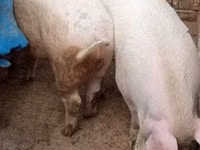 Boar, Pigs — photo 5