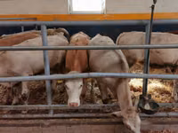 Cattle (batch, sex not specified), Limousin cow — photo 5