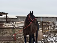 Hing, Kazakh horse — 1. fotó