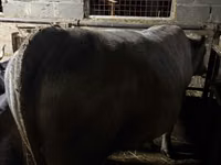 Bull, Cattle — photo 3