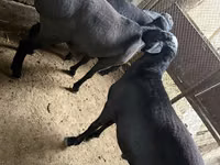 የጎትት አውራ በግ, Sheep — ፎቶ 1