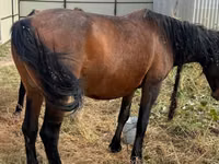 Mare, Horses — photo 2