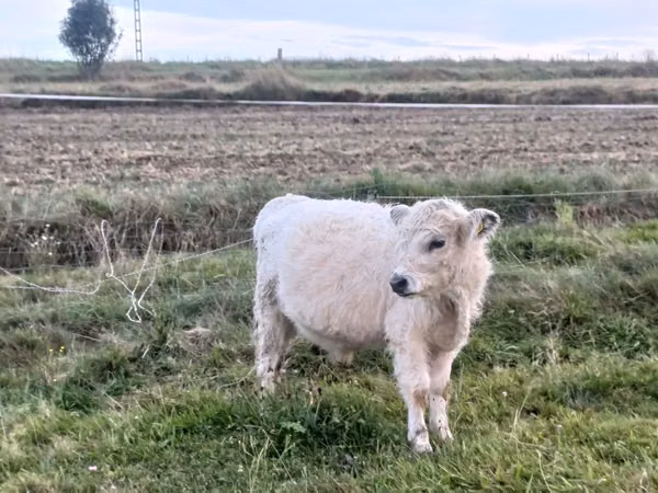 Bull, Galloway cow — Poland