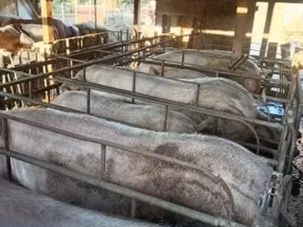 Sow, Pigs — Hungary