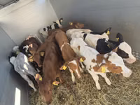 公牛, Simmental cattle — 照片 1