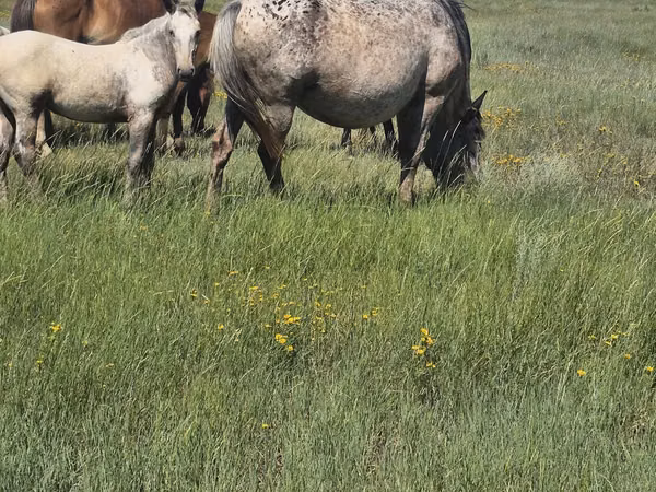Mare, Kazakh horse