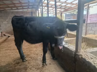 Cow, Holstein breed — photo 3