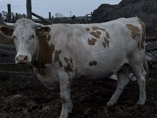 Cow, Simmental cattle — Kazakhstan