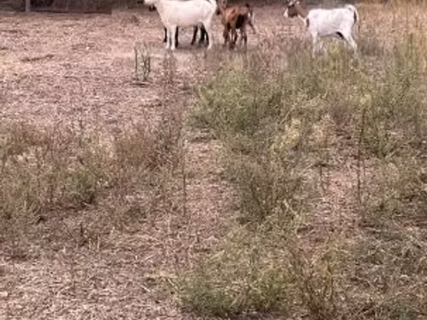 Sheep, Sheep — Hungary