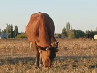 Vache, Bovins — photo 6