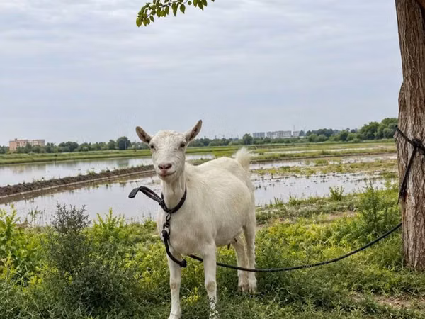 பெண் வெள்ளாடு, Saanen goat