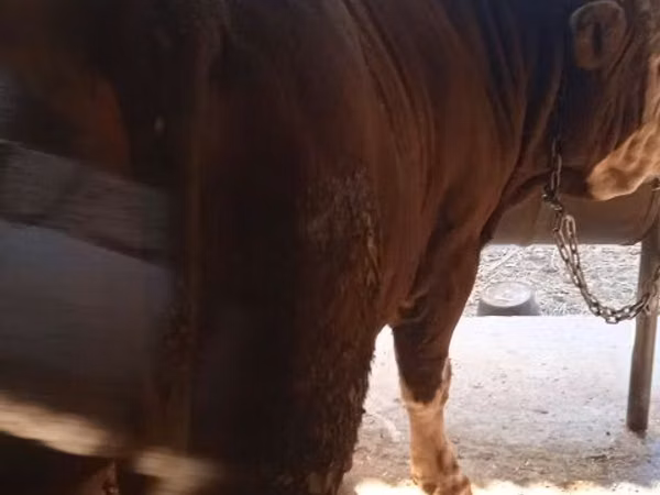 Bull, Simmental cattle — Uzbekistan