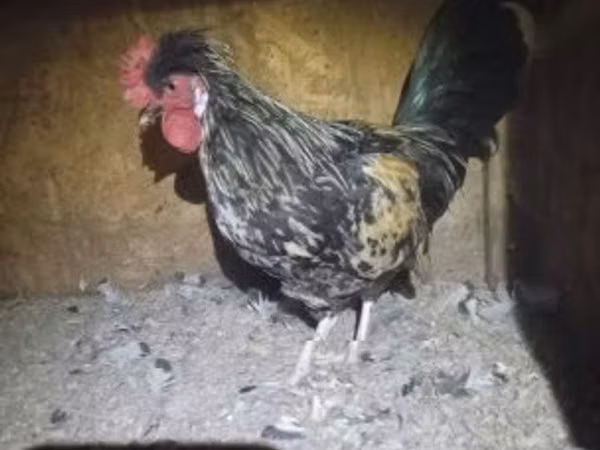 بنتام ژاپنی