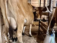 Vaca, Raza Jersey — foto 1