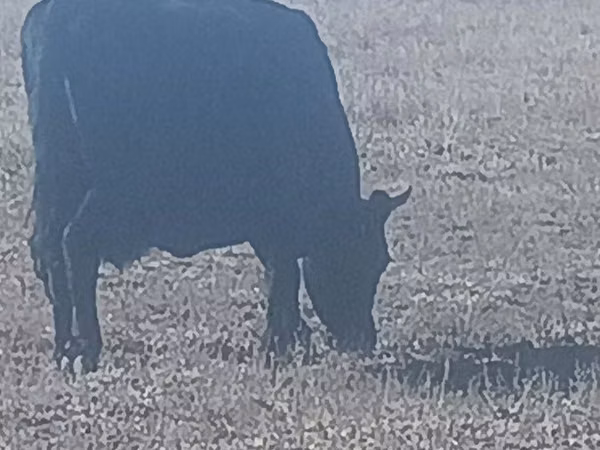 Cow, Cattle