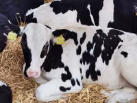 牛只（批次，未指定性别）, Simmental cattle — 照片 5