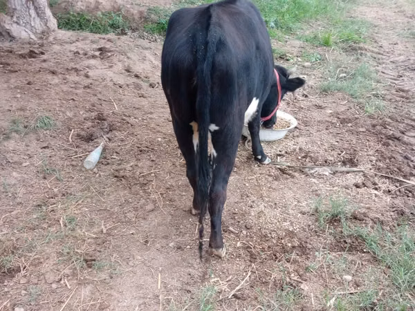 Goveda (partija, pol nije naveden), Говеда