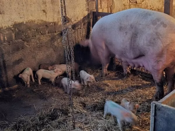 Sow, Pigs — Hungary