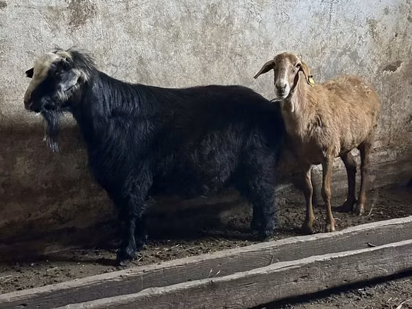 Billy Goat, Goats — Kazakhstan