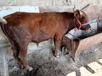 Bou, Bovine — foto 1