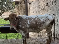 Mucca, Bovini — foto 4