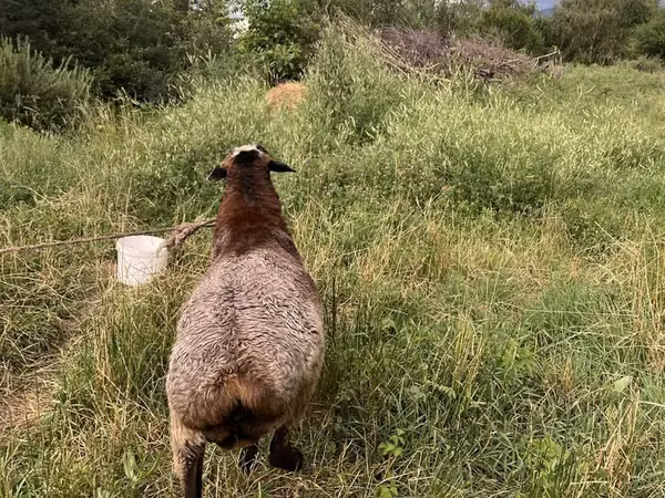 Ram, Sheep — Kazakhstan