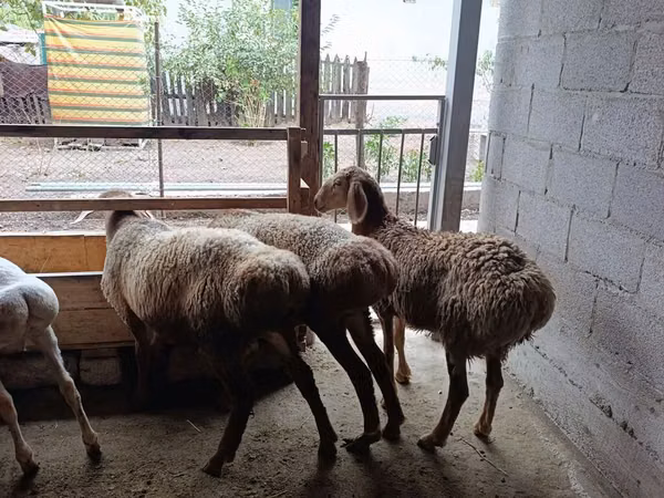 نعجة, Rhon sheep