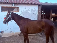 Hengst, Arabian horse — Foto 4